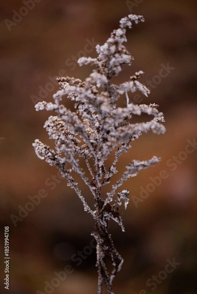 Obraz frost on the branches of tree