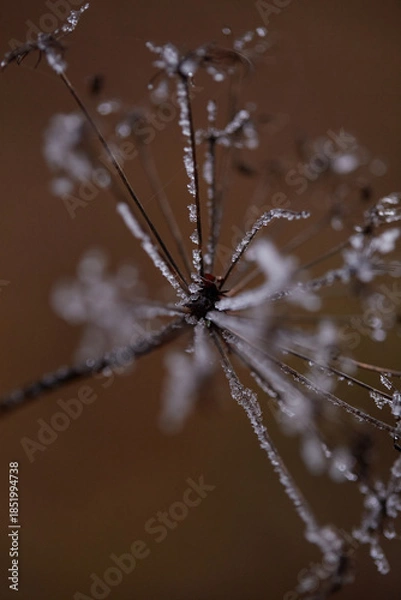 Obraz frost on the branches of tree