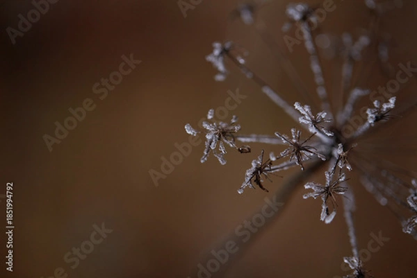 Obraz frost on the branches of tree