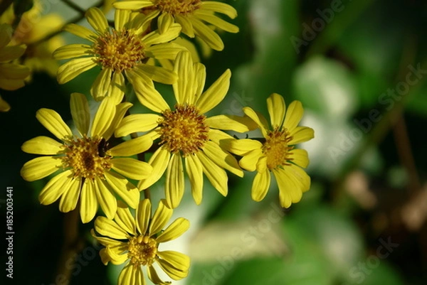 Obraz 日本的な奥ゆかしい花