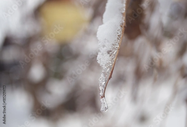 Obraz a thin branch covered with ice on a blurry background