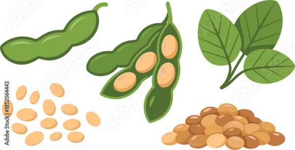 Fototapeta Flat Vector Illustration of Soybean Elements Featuring Green Pods Dried Seeds Leaves and Grain Pile