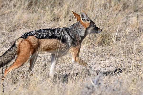 Fototapeta Black-backed Jackal