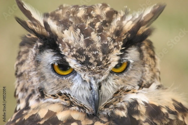 Obraz eagle owl