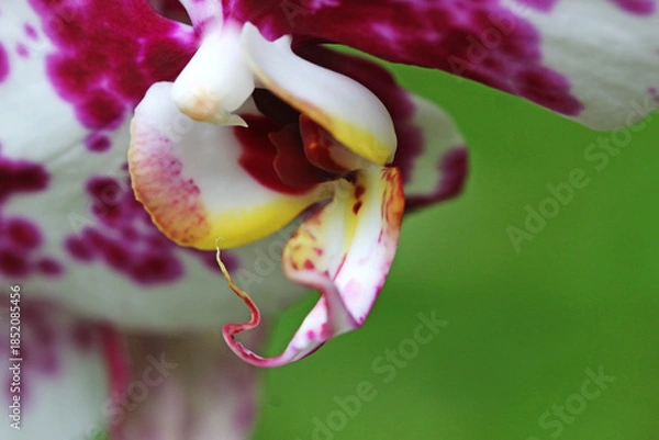 Obraz Orchid flower in close up	