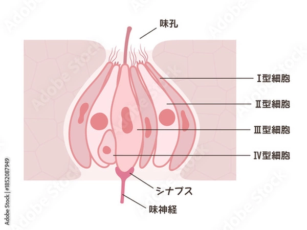 Fototapeta 味蕾の構造と名称のイラスト