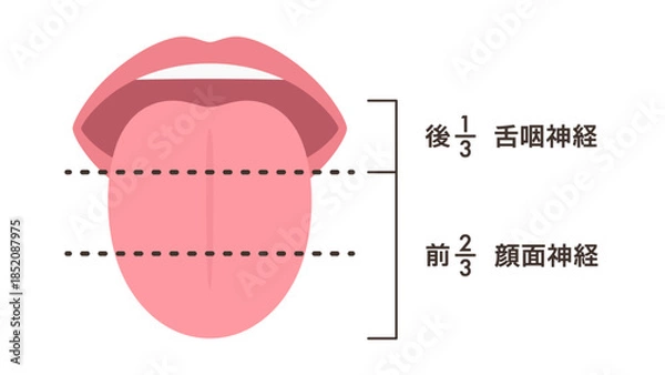 Fototapeta 味覚の支配神経のイラスト