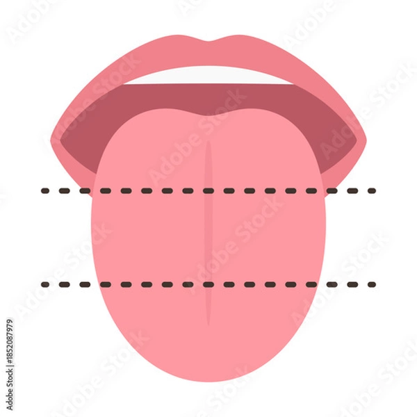 Fototapeta 舌の神経支配のために3等分にしたイラスト素材