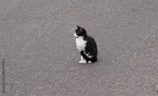 Fototapeta Gatito abandonado