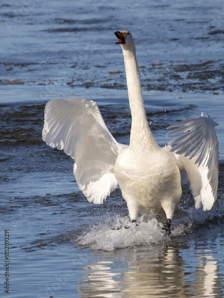 Obraz Whooper swan
