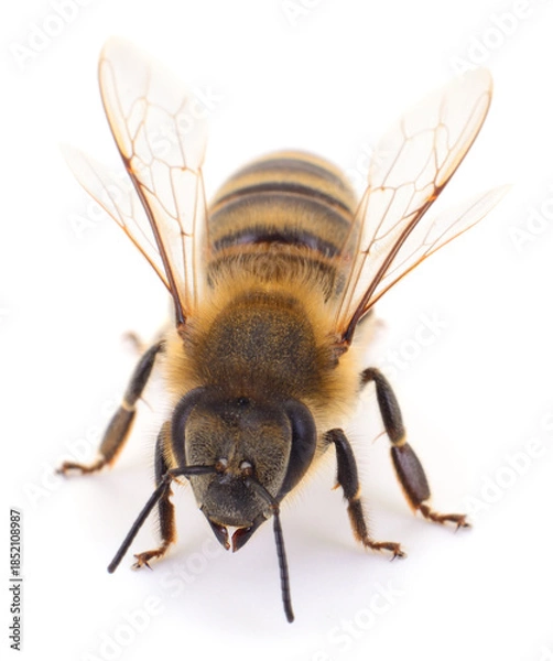 Obraz Honey bee macro isolated on white background