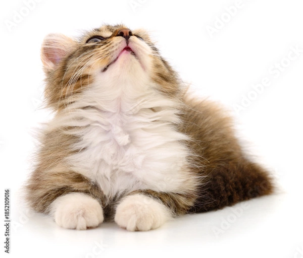 Obraz Fluffy tabby kitten looking up isolated on white