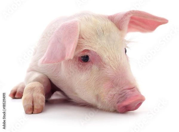 Obraz Small pink piglet lying down isolated on white