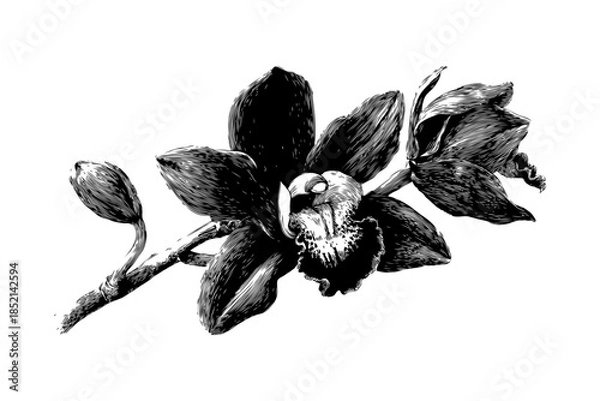 Fototapeta Detailed black ink sketch of blooming orchid flower with buds in engraving style on white background, concept of botanical art and nature beauty
