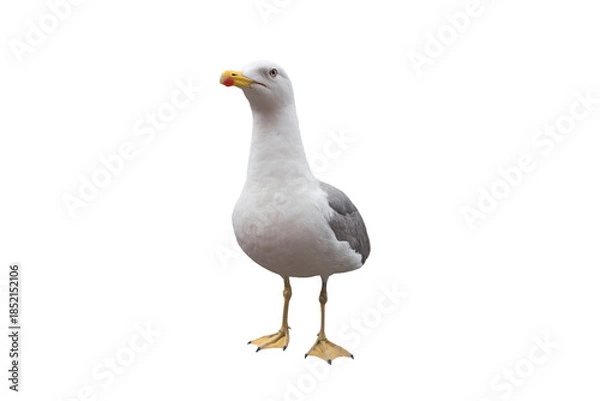 Obraz Larus cachinnans isolated on white background