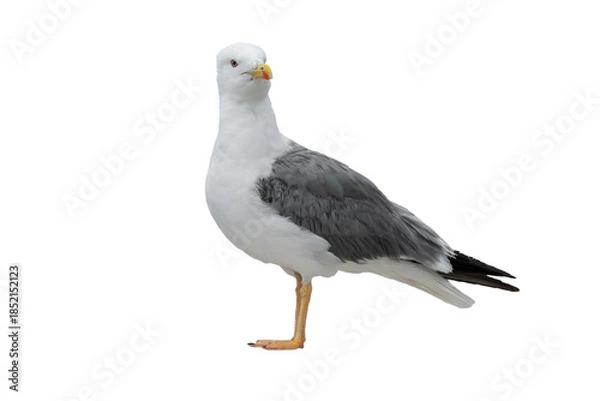 Obraz Larus cachinnans isolated on white background