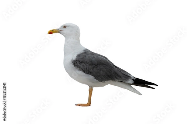 Obraz Larus cachinnans isolated on white background