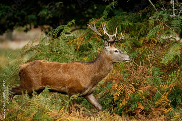 Obraz Red Deer (Cervus elaphus) into de forest