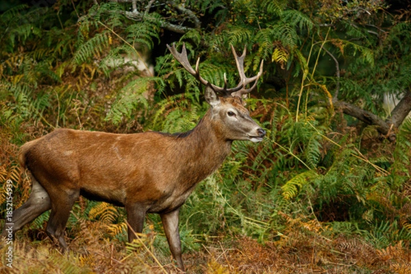 Obraz Red Deer (Cervus elaphus) into de forest