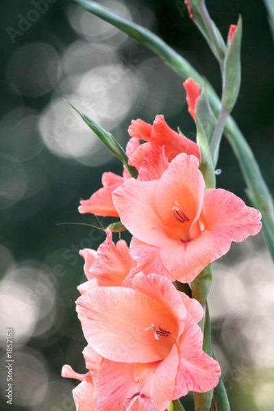Obraz gladioluses