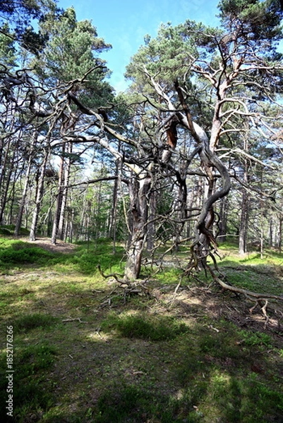 Obraz Toter Baum im Darßwald