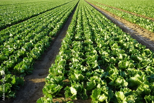 Obraz Salat grüner Blattsalat Feld 
