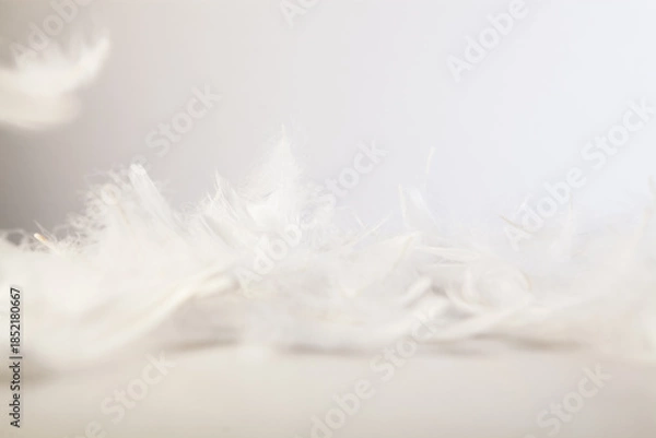 Obraz feathers on a white background, macro photo, soft focus