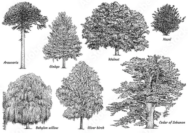 Fototapeta Tree collection illustration, drawing, engraving, ink, line art, vector