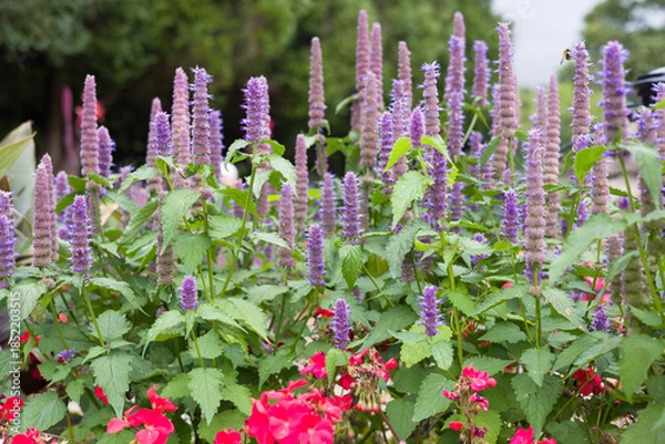 Obraz Agastache foeniculum (anise hyssop) flowering in UK garden