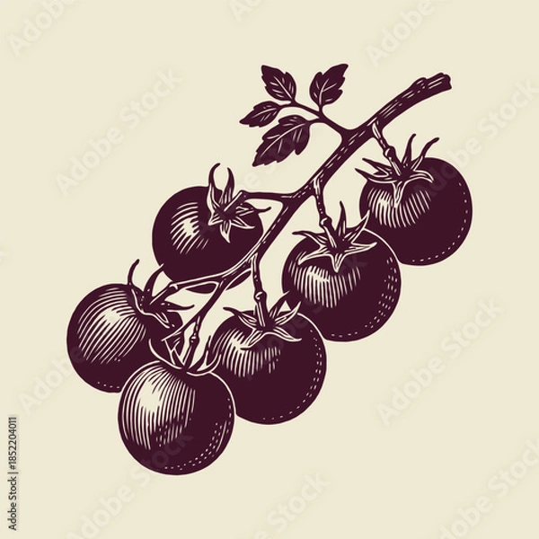 Obraz Bunch of cherry tomatoes on vine with leaves, hand-drawn engraving style, beige background. Concept of organic food and vintage farming