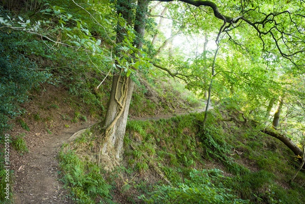 Obraz Scenic forest footpath in Hackfall Woods UK