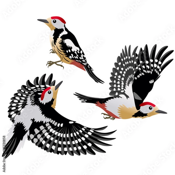 Obraz Three poses of European middle woodpecker / European middle woodpeckers are sitting and flying on white background
