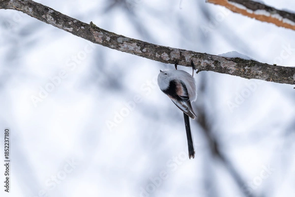 Fototapeta Long-tailed Tit in Hokkaido/ 北海道のシマエナガ 