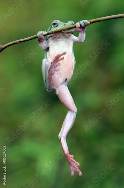 Fototapeta dumpy frog