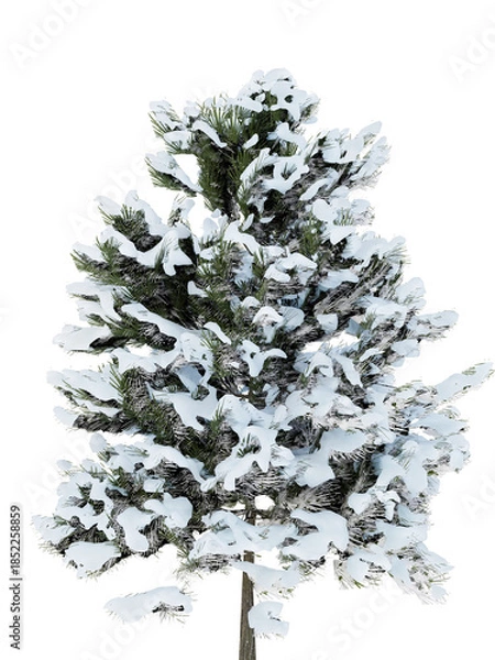 Obraz Snow-Covered Pine Tree on White Background