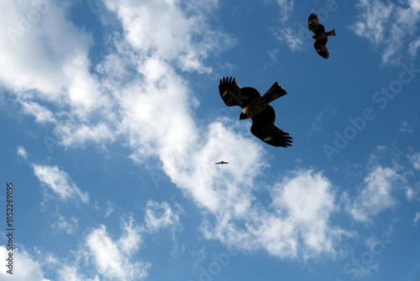 Obraz 高いところから下を見ているトビ