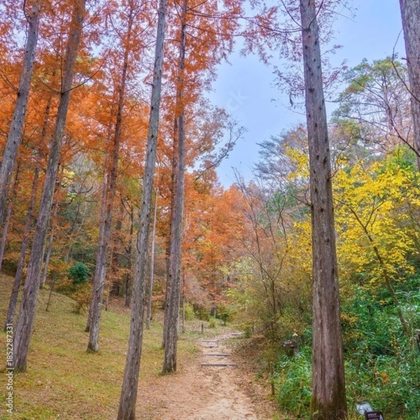 Fototapeta 青空バックに見上げるメタセコイア並木の黄葉情景