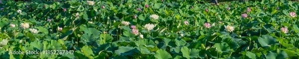 Fototapeta 満開のハス池のパノラマ情景