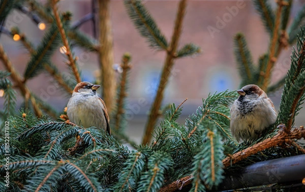 Fototapeta Sparrows perched on a festive fir branch, Christmas market, Bern, Switzerland