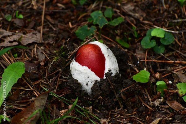 Obraz 出たばかりのタマゴタケ