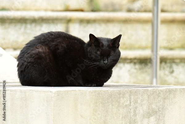 Obraz 目をつぶる黒い野良猫