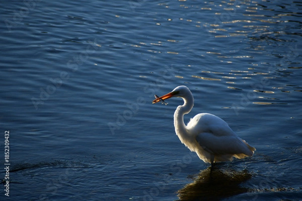 Obraz 魚をくわえる朝のダイサギ
