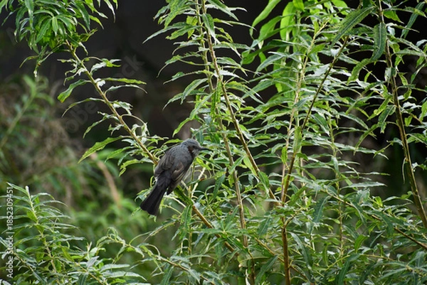 Obraz ヤマギに止まる秋のヒヨドリ
