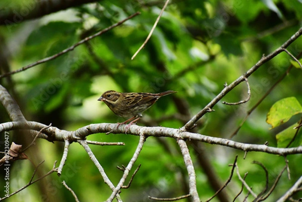 Obraz 葉が落ちた枝に止まるアオジ
