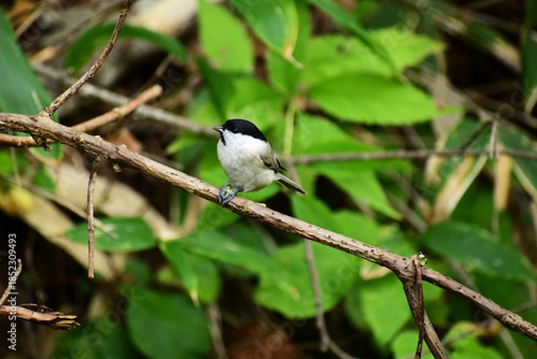 Obraz 太い枝に止まる秋のハシブトガラ