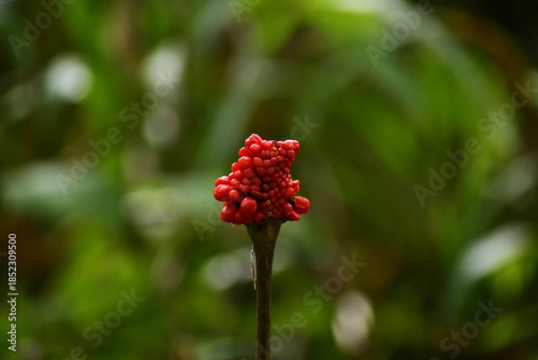 Obraz 赤くなったマムシグサ