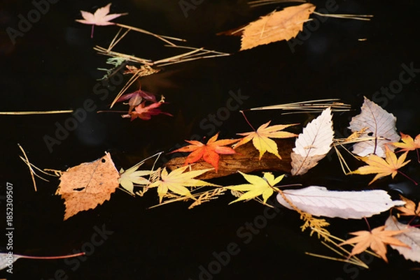 Obraz 池に浮かぶ紅葉した葉