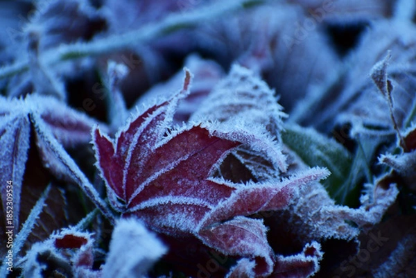 Obraz 落葉したモミジに霜