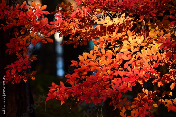 Obraz 朝のドウダンツツジの紅葉