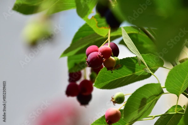 Obraz 鉢植えのジューンべリーについた実